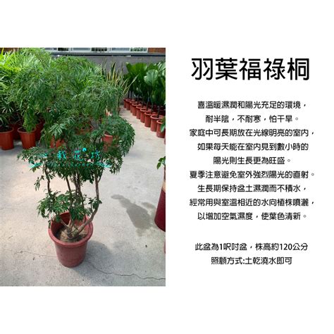 羽裂福祿桐|裂葉福祿桐